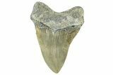 Serrated, Fossil Megalodon Tooth - North Carolina #365012-2